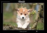 CORGIS timide 007